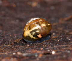Euconulus