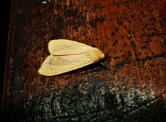 Pareuchaetes aurata