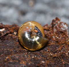 Euconulus