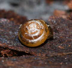 Euconulus