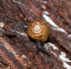 Euconulus