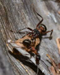 Formica sanguinea