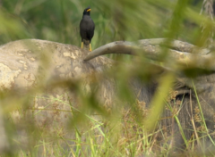 Acridotheres grandis