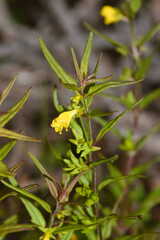 Melampyrum sylvaticum