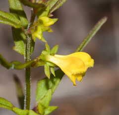 Melampyrum sylvaticum