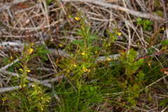 Melampyrum sylvaticum