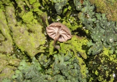 Mycena meliigena