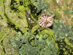 Mycena meliigena