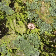 Mycena meliigena