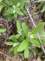 Pseudognaphalium californicum