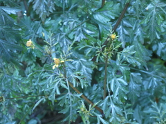 Bidens bipinnata