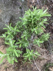 Pseudognaphalium californicum