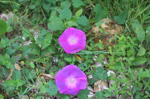 Ipomoea indica