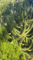 Austrocylindropuntia subulata