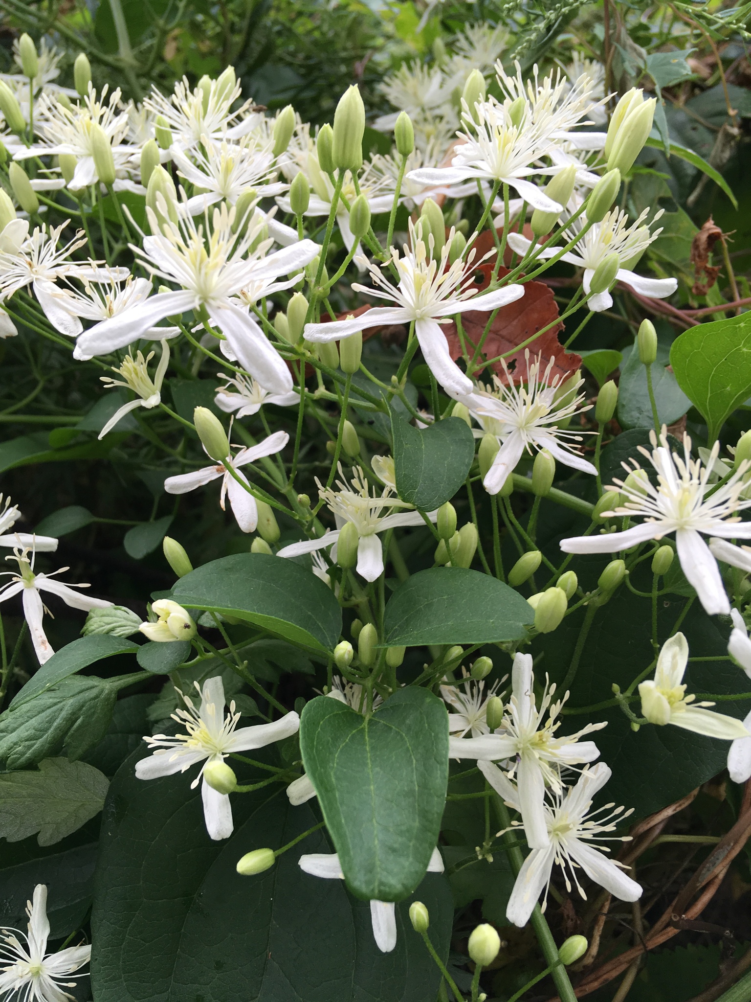 Clematis terniflora: Herkunft und Verwendung — foto 2
