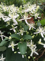 Clematis terniflora: Herkunft und Verwendung — Foto 2