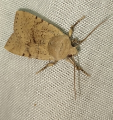 Conistra daubei