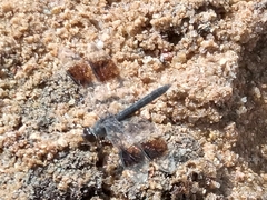 Brachythemis impartita