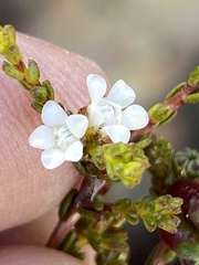 Euchaetis elsieae