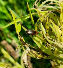 Microrhopala vittata