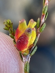 Euchaetis elsieae