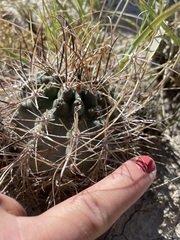 Sclerocactus cloverae