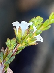 Euchaetis elsieae
