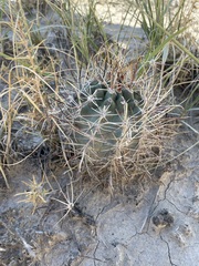 Sclerocactus cloverae