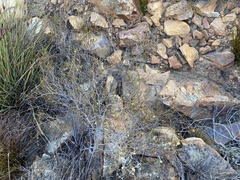 Euchaetis elsieae