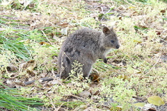 Setonix brachyurus