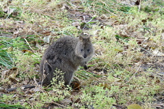 Setonix brachyurus
