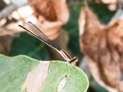 Africallagma subtile