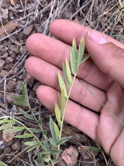 Oxytropis lambertii