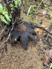 Astraeus hygrometricus
