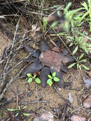 Astraeus hygrometricus