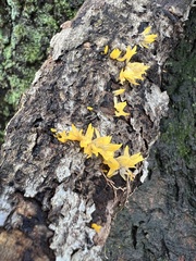 Calocera cornea