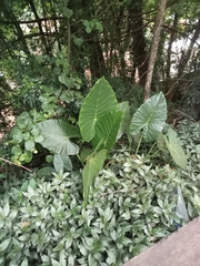 Alocasia macrorrhizos