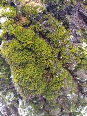 Nyholmiella obtusifolia