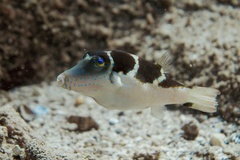 Canthigaster cyanospilota