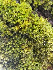 Nyholmiella obtusifolia