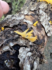 Calocera cornea