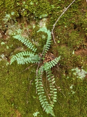 Asplenium resiliens