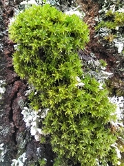 Nyholmiella obtusifolia