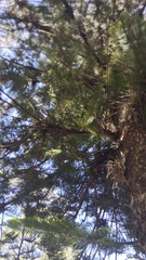 Araucaria heterophylla