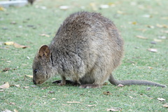 Setonix brachyurus