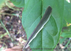 Tyrannidae