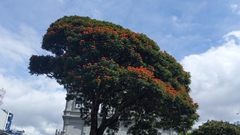 Spathodea campanulata