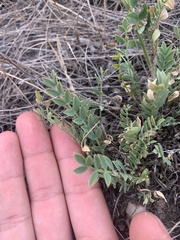 Astragalus laxmannii