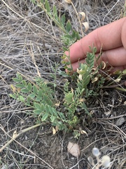 Astragalus laxmannii