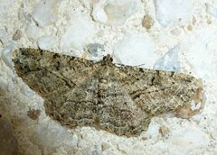 Peribatodes rhomboidaria